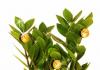 Долларовое дерево или замиокулькас: комнатное растение для красоты и достатка